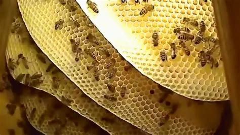安灶注意事項 蜜蜂在家筑巢怎么办